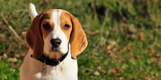 Assurance Beagle, choisir la bonne mutuelle santé pour votre chien