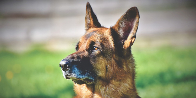 Le Berger Allemand : ses problèmes de santé, choisir la bonne mutuelle pour ce chien