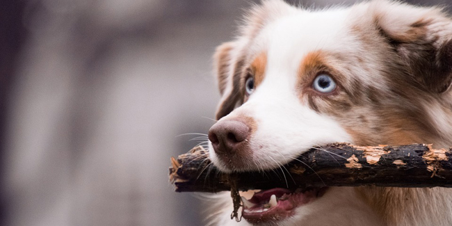 Assurance Berger Australien, choisir la bonne mutuelle santé pour votre chien