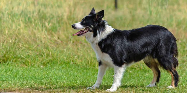 Assurance Border Collie, choisir la bonne mutuelle santé pour votre chien