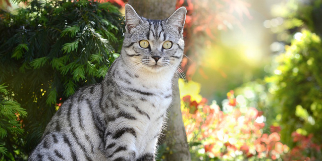 Le British Shorthair : ses problèmes de santé, choisir la bonne mutuelle pour ce chat