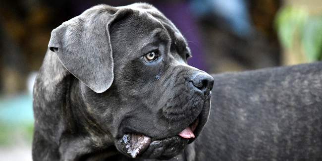 Assurance Cane Corso, choisir la bonne mutuelle santé pour votre chien