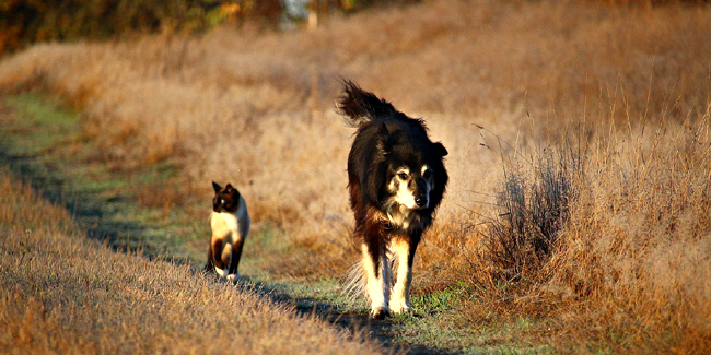 Assurance chien / chat sans délai de carence ni franchise