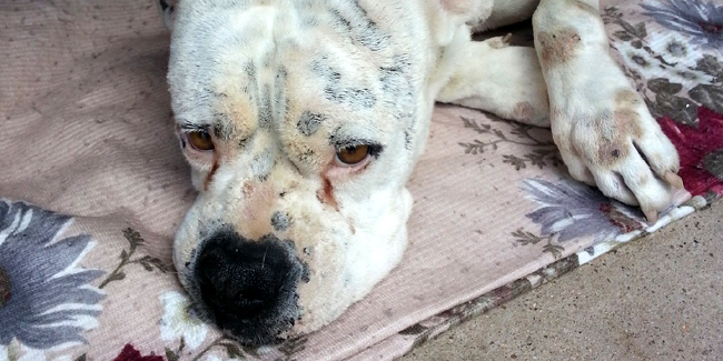 Assurer un chien ou un chat déjà malade, est-ce possible ?