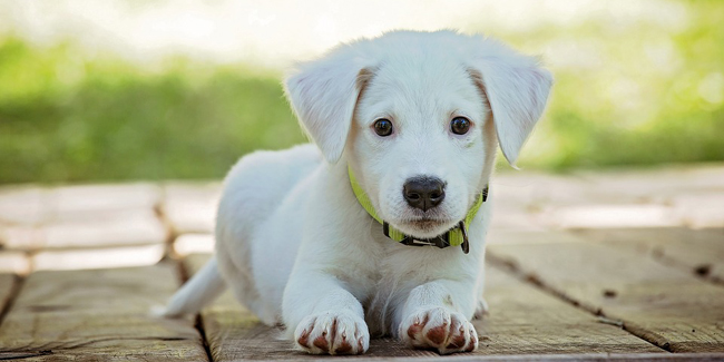 Noms de chiens originaux : quel prénom attribuer à son petit chiot ?