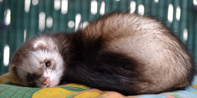 Assurance Furet, choisir la bonne mutuelle santé pour votre furet