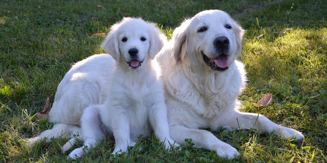 Golden Retriever : Origine, caractéristiques, santé