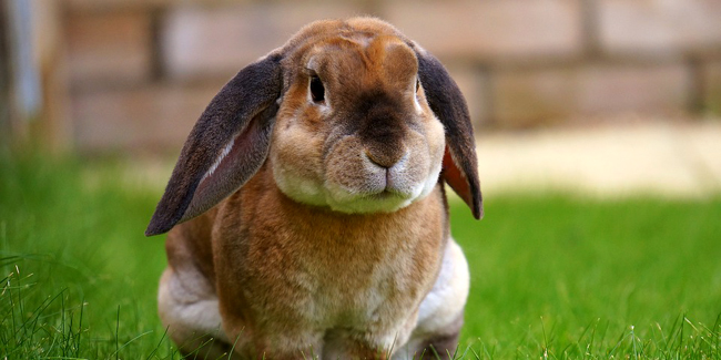 Assurance Lapin de Compagnie, choisir la bonne mutuelle santé pour votre furet