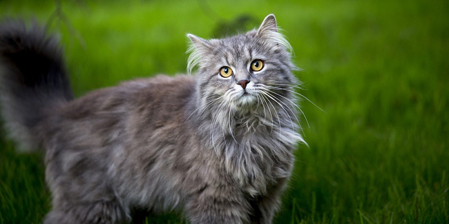 Assurance Maine Coon, choisir la bonne mutuelle santé pour votre chat