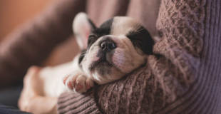 Combien coûte une assurance animaux, chien et chat ? Les tarifs 2025 !