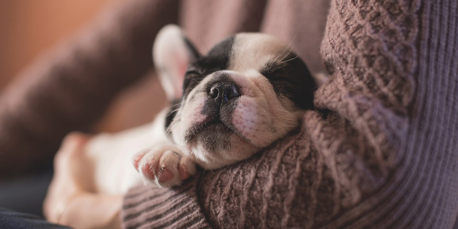Quels Sont Les Noms De Chiens Originaux Tendances De Cette
