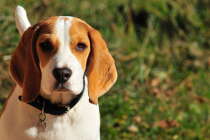 Beagle : caractère, origine et principaux problèmes de santé de cette race de chien
