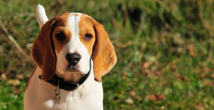 Beagle : caractère, origine et principaux problèmes de santé de cette race de chien