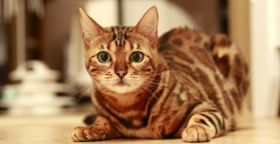Le Bengal : caractère, origine et principaux problèmes de santé de cette race de chat