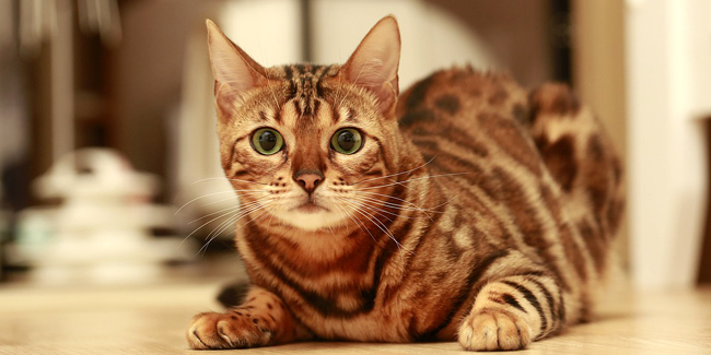 Assurance Santé British Shorthair Pourquoi Une Mutuelle