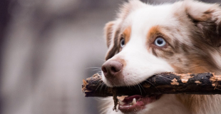 Berger Australien : caractère, origine et principaux problèmes de santé de ce chien