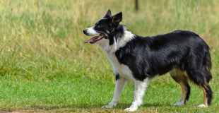 Border Collie : caractère, origine et principaux problèmes de santé de ce chien