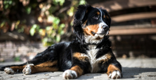 Le Bouvier Bernois : caractère, origine et principaux problèmes de santé de ce chien