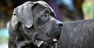 Cane Corso : caractère, origine et principaux problèmes de santé de cette race de chien