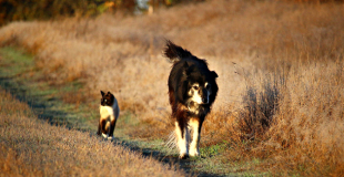 Assurance chien / chat sans délai de carence ni franchise