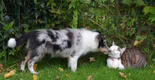 Les règles de  l’alimentation du chien et du chat