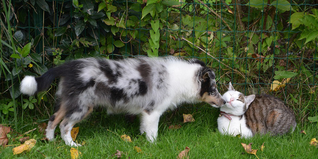 Alimentation Du Chien Et Du Chat Quelles Sont Les Regles A Respecter