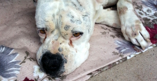 Assurer un chien ou un chat déjà malade, est-ce possible ?