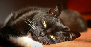 Conseils vétérinaires en ligne : une solution pour vos animaux de compagnie