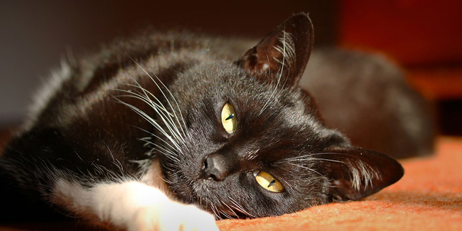 Tarifs Des Soins Veterinaires Quels Sont Les Prix Pratiques Tarifs Des Soins Veterinaires Quels Sont Les Prix Pratiques