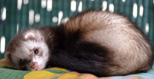 Le furet : origine et principaux problèmes de santé du furet