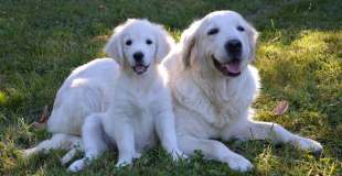 Le Golden Retriever : caractère, origine et principaux problèmes de santé de ce chien