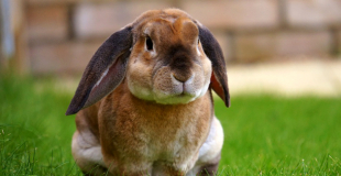 Le lapin de compagnie : origine et principaux problèmes de santé du lapin