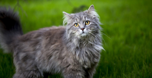 Le Maine Coon : caractère, origine et principaux problèmes de santé de cette race de chat