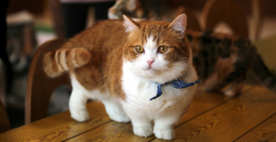 Le Munchkin : caractère, origine et principaux problèmes de santé de cette race de chat