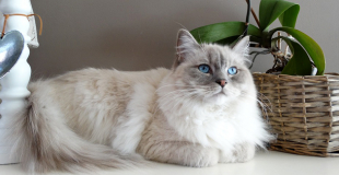 Le Ragdoll : caractère, origine et principaux problèmes de santé de cette race de chat