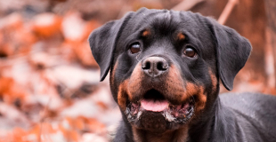 Le Rottweiler : caractère, origine et principaux problèmes de santé de cette race de chien