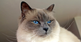 Le Sacré de Birmanie : caractère, origine et principaux problèmes de santé de ce chat