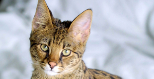 Le Savannah : caractère, origine et principaux problèmes de santé de cette race de chat