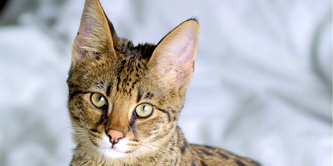 Assurance Santé Bengal Pourquoi Une Mutuelle Pour Ce Chat