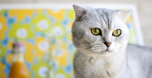 Le British Scottish Fold : caractère, origine et principaux problèmes de santé de ce chat
