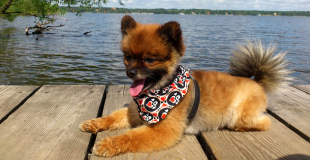 Le Spitz nain : caractère, origine et principaux problèmes de santé de cette race de chien