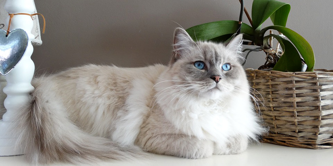 Assurance Ragdoll, choisir la bonne mutuelle santé pour votre chat