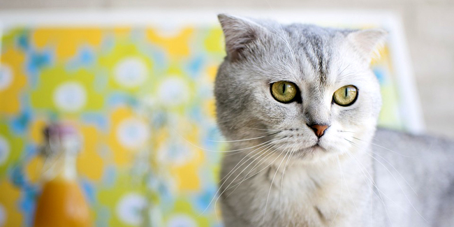 Le Scottish Fold : ses problèmes de santé, choisir la bonne mutuelle pour ce chat