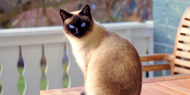 Assurance Siamois, choisir la bonne mutuelle santé pour votre chat