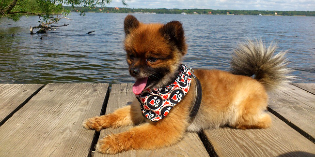 Assurance Spitz nain (Loulou de Poméranie), choisir la bonne mutuelle santé pour votre chien