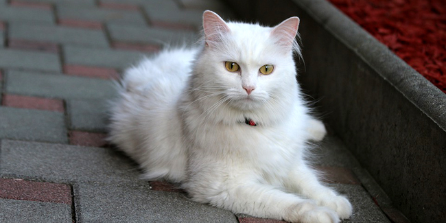 L’Angora Turc : caractère, origine et principaux problèmes de santé de cette race de chat