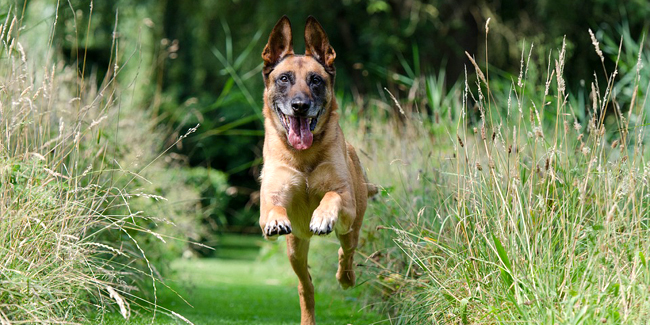 Le Berger Belge Malinois : ses problèmes de santé, choisir la bonne mutuelle pour ce chien