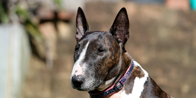 Le Bull Terrier : caractère, origine et principaux problèmes de santé de cette race de chien