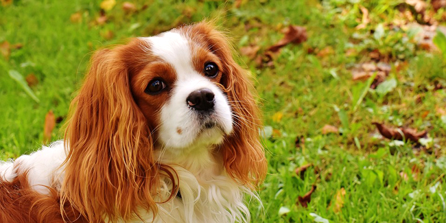 Le Cavalier King Charles : caractère, origine et principaux problèmes de santé de cette race de chie