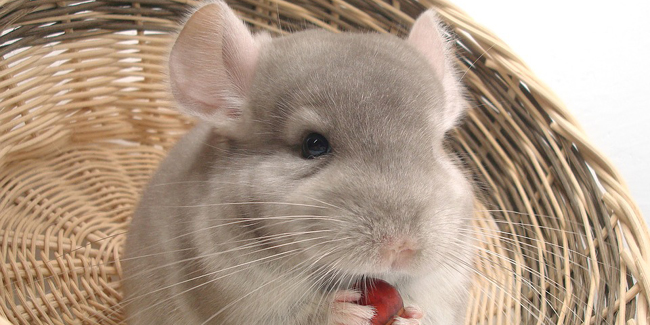 Le chinchilla : origine et principaux problèmes de santé du chinchilla